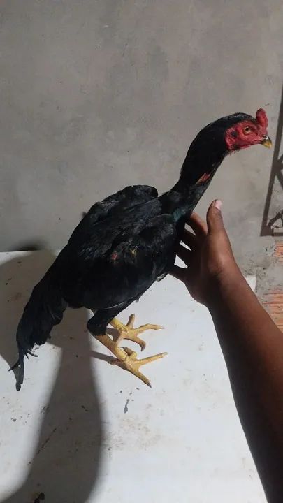 Vendo galinhas e frangos indiano  - Foto 3