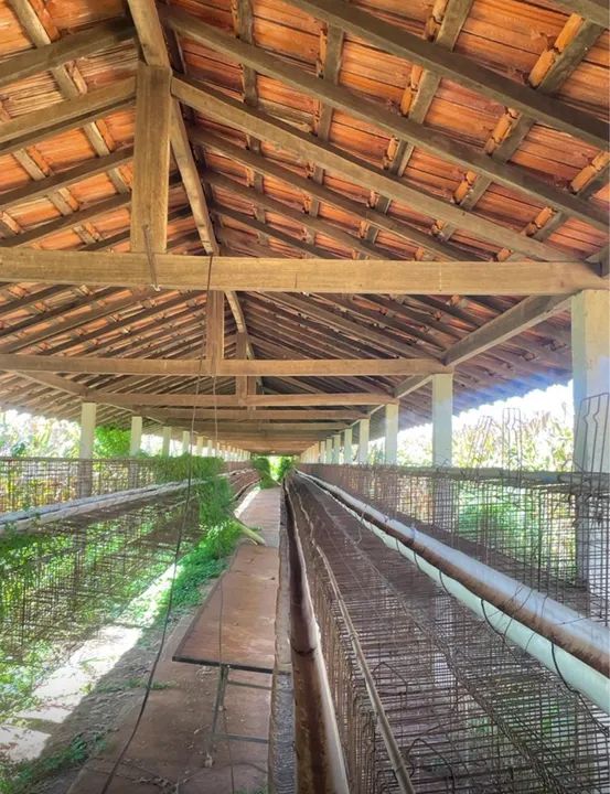 Estrutura para granja madeiramento peroba rosa