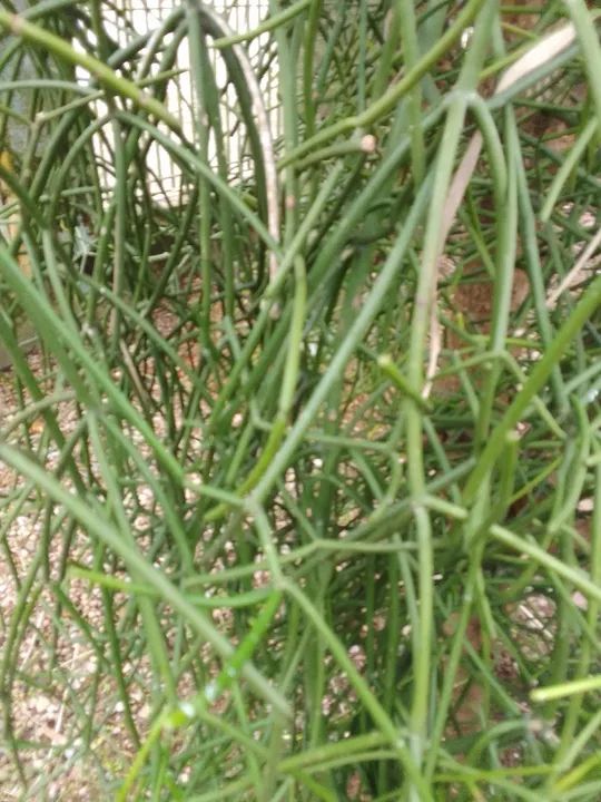 Planta grande Avelós, mudas. - Foto 4