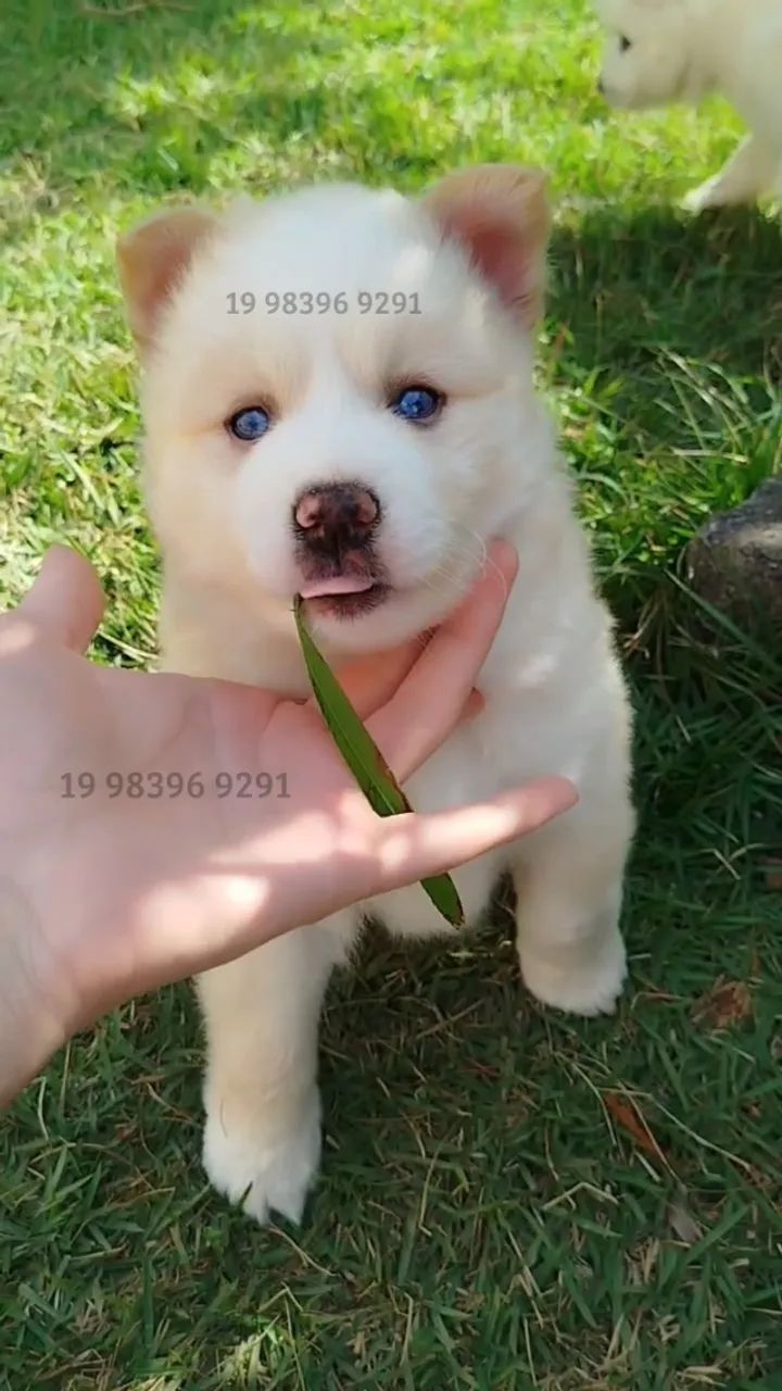  Filhotes de Pomsky disponíveis - Mini Husky com Lulu da Pomerânia! 