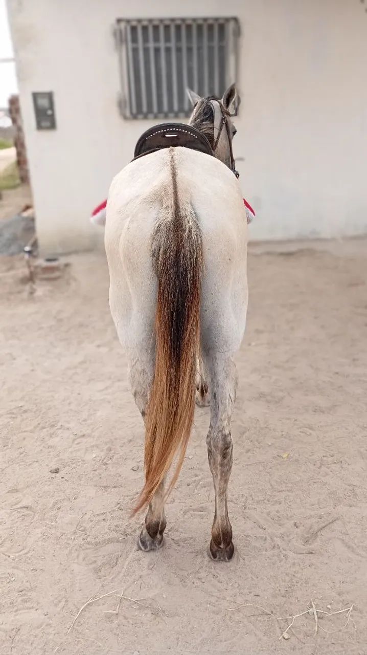 Égua pra vender ligeiro animal de procedência. - Foto 5