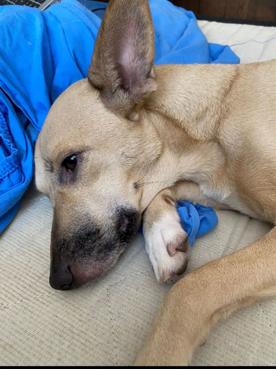 Adoção cachorro - Foto 5