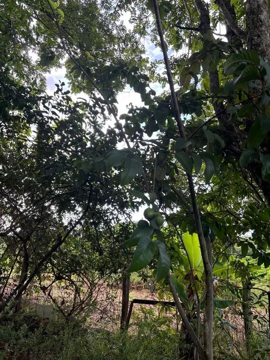 lote no jardim botânico Itaipu 7 próximo ao ouro vermelho 1 - Foto 7