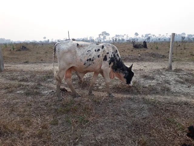 Ótimo lote de bovinos - Foto 5