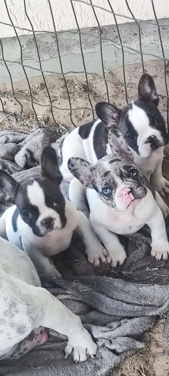 Último filhote Bulldog Francês macho