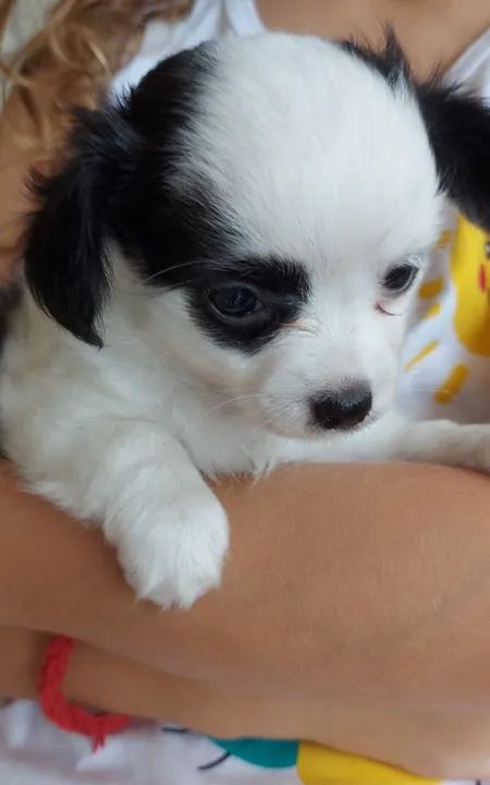 Filhotes de Chihuahua Pelo Longo - Foto 6