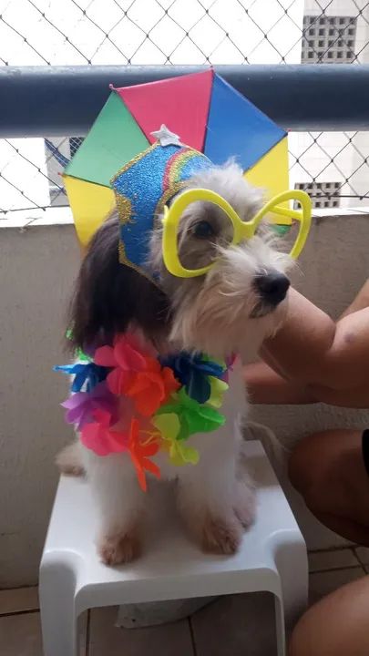 Tosa e banho em domicílio  - Foto 4