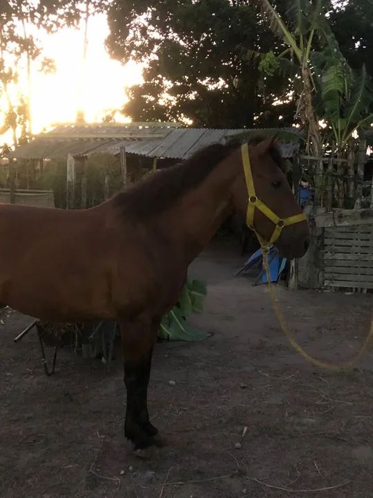 Cavalo para venda - Foto 2