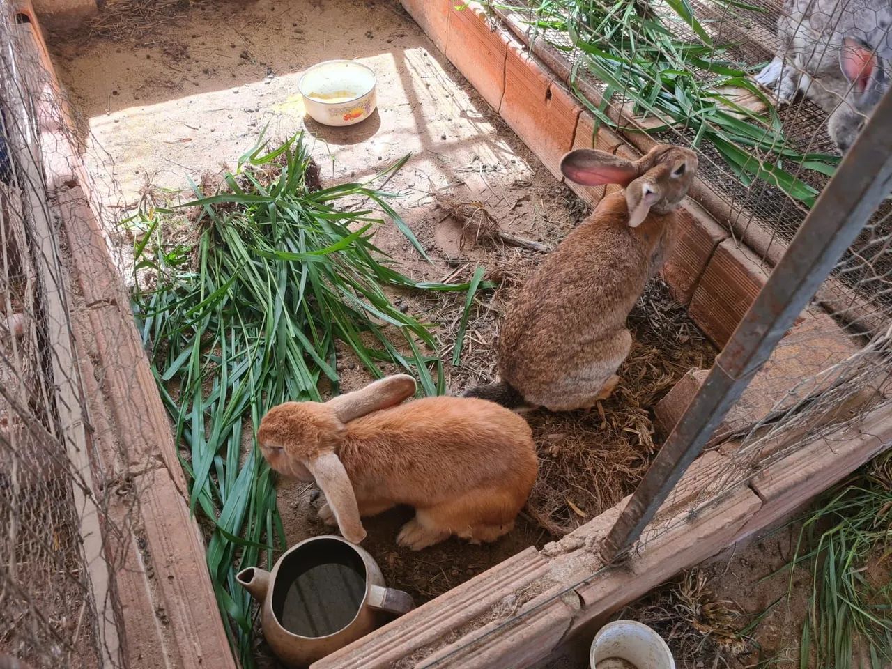 Coelhos Gigantes de Flandres - Foto 3