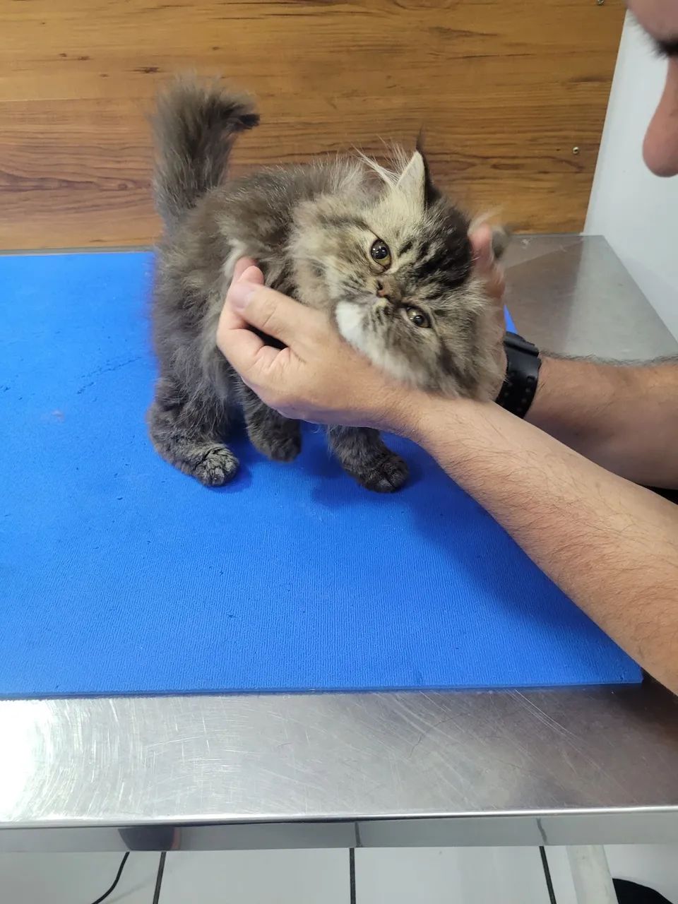 Filhote femea persa brown cl torbie