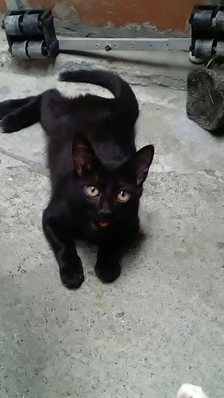 Gata Preta Incrível para Adoção - Foto 3