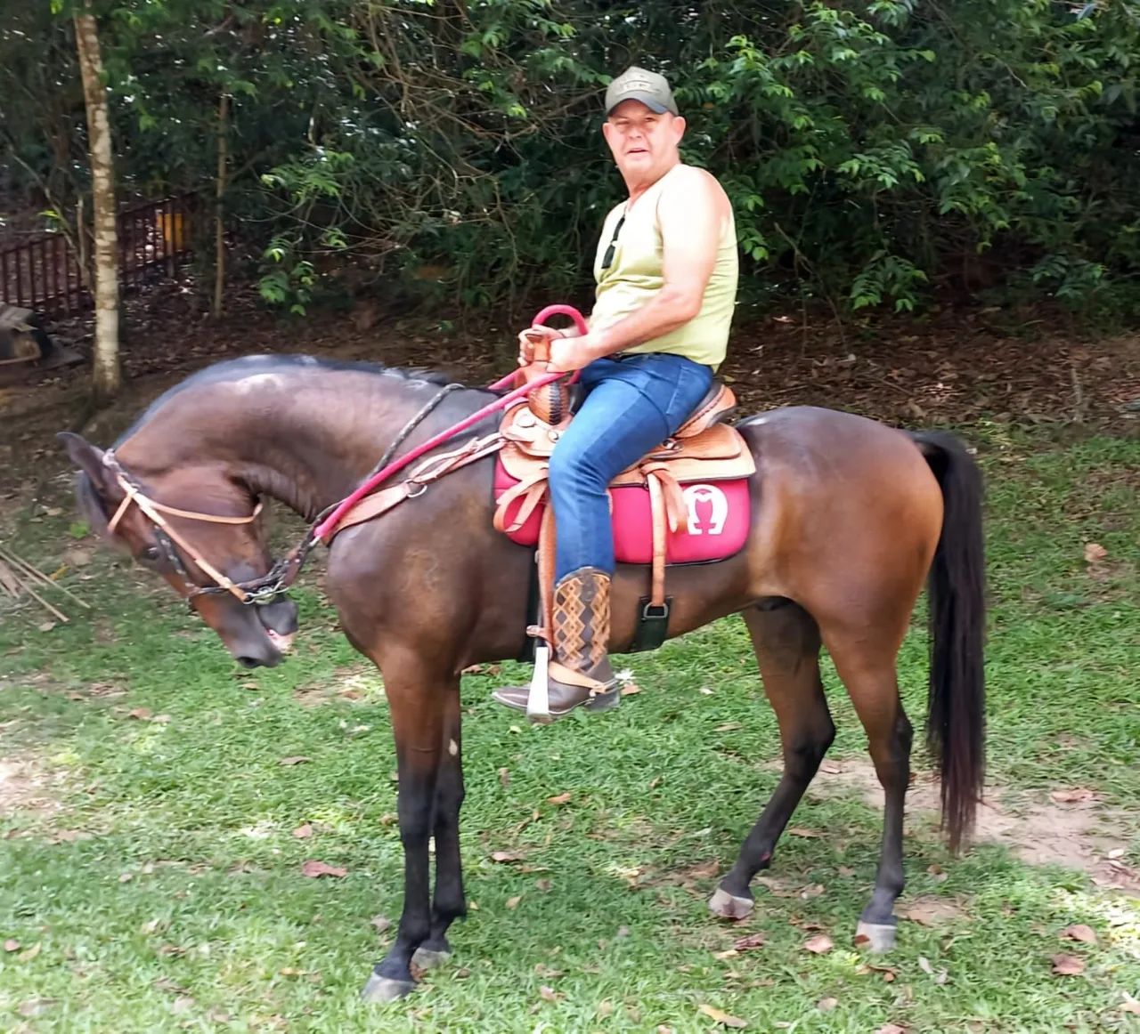 Cavalo Mangalarga 
