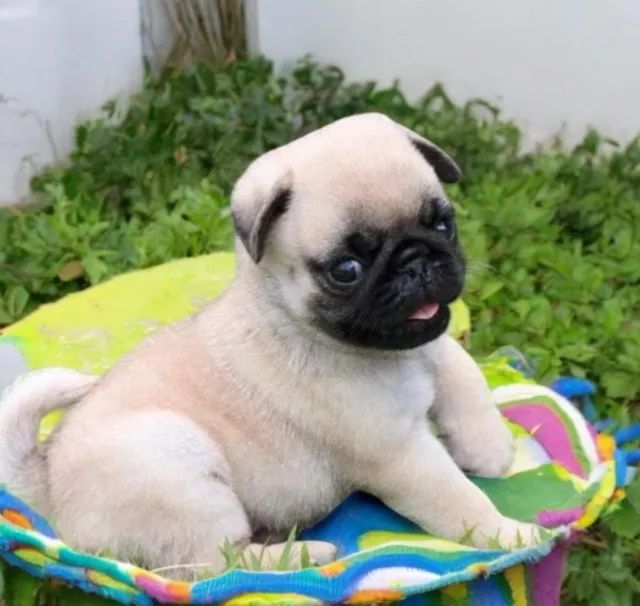 Pug Filhotes Altíssimo Nível 