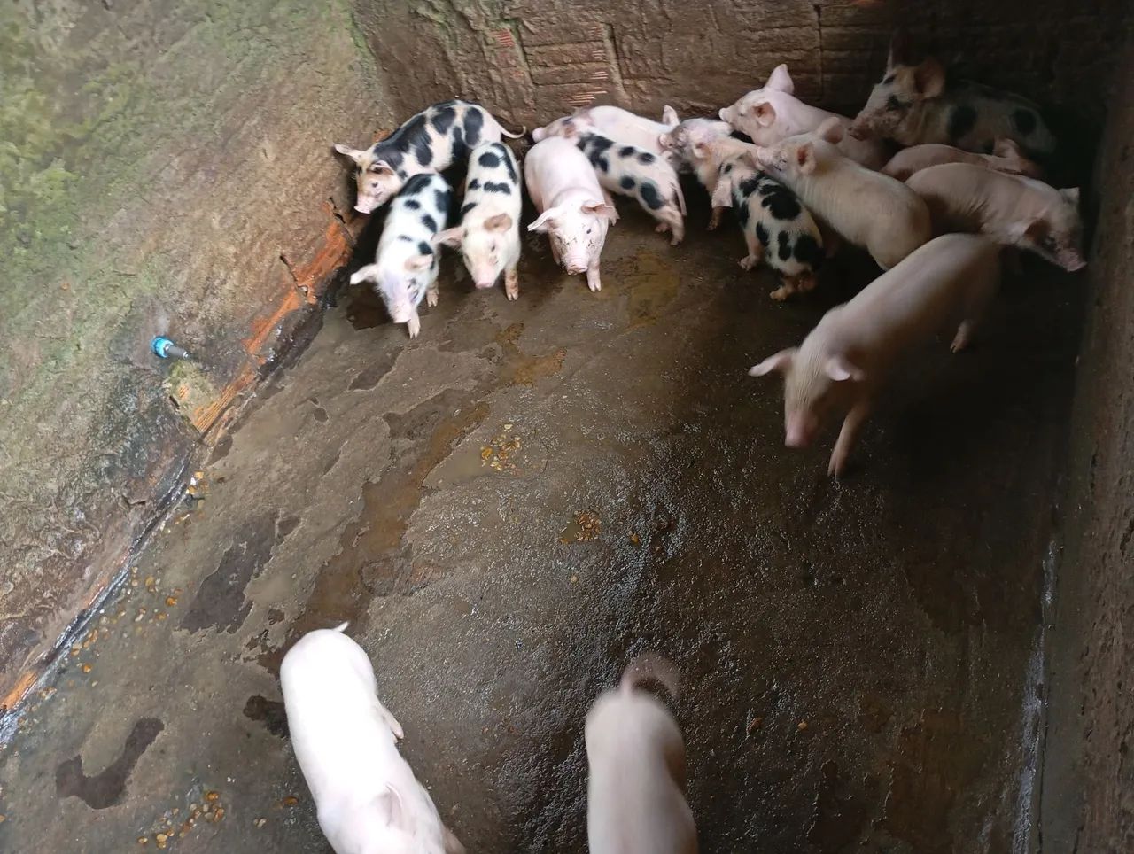 FILHOTES de SUÍNOS e LEITÕES À VENDA 