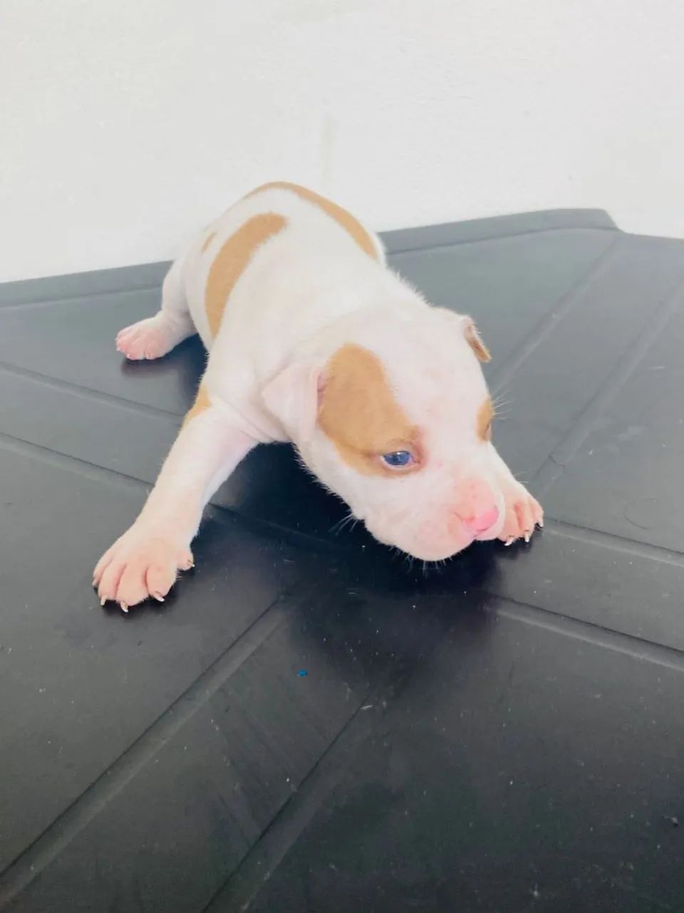 PITBULL 20 dias * chama no ZAP valor 700 reais  - Foto 2
