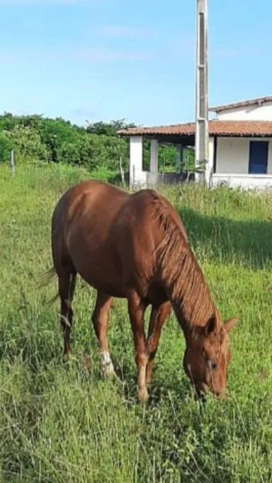 Cavalo a venda em São Paulo do Potengi 