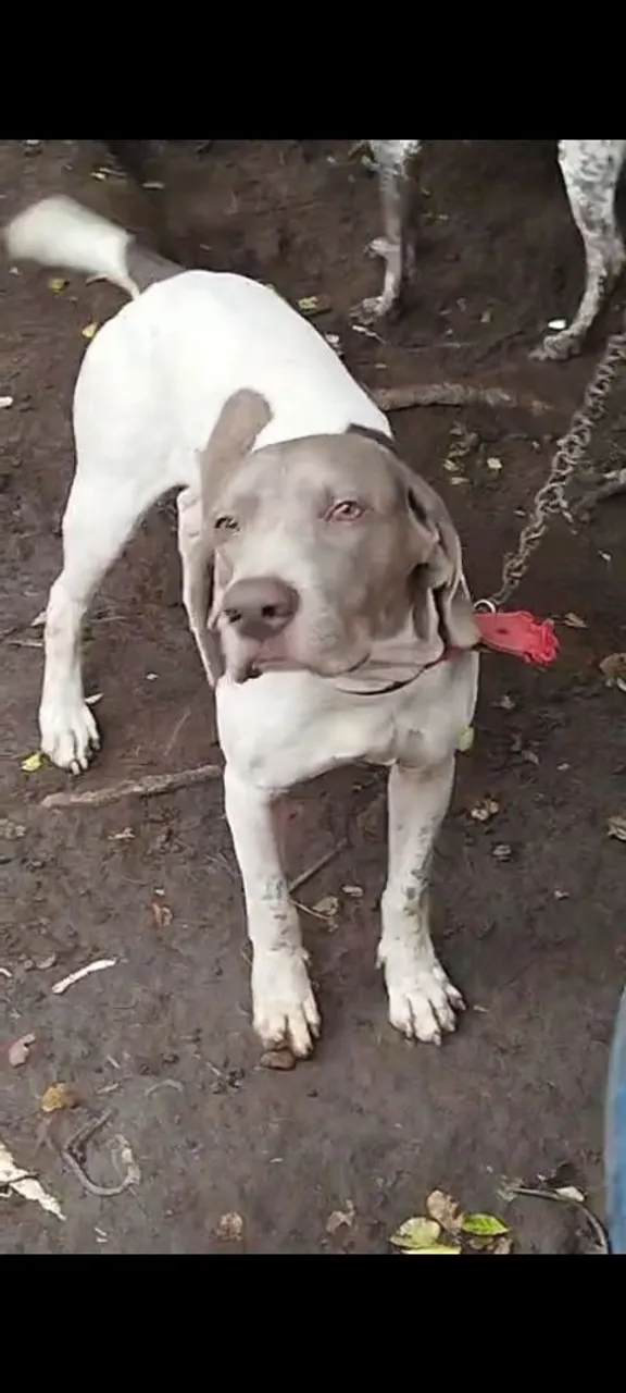 Braco Alemão, prontinho caçando , portando perfeito, tenho vídeo e levo no mato para testa