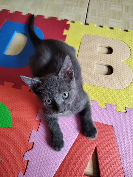 Russiano BLUE lindos  - Foto 3