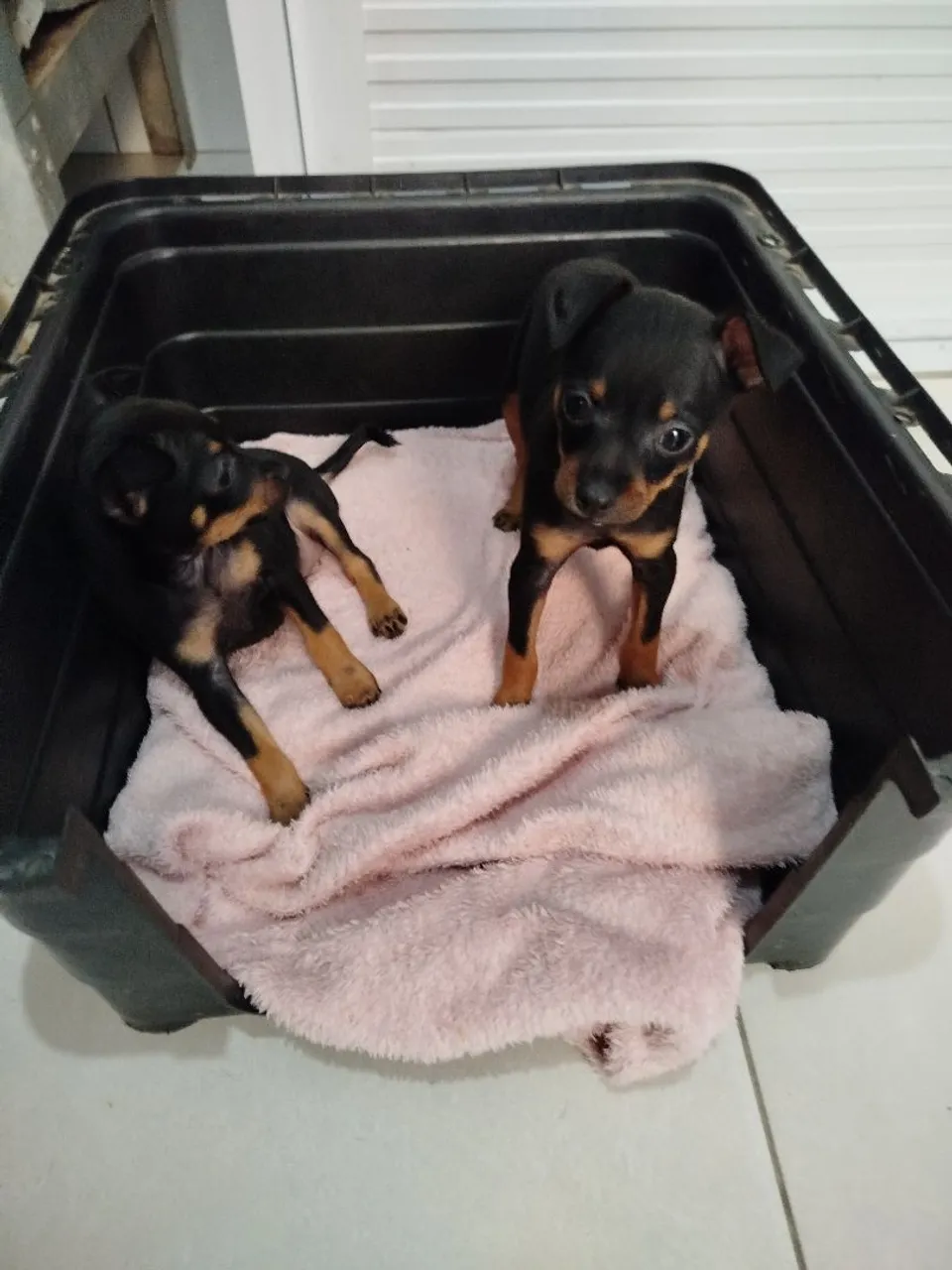 Pincher número 1,pra vender 300