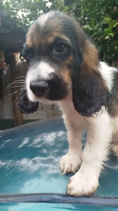 Filhote de Cocker Spaniel Inglês - Foto 3