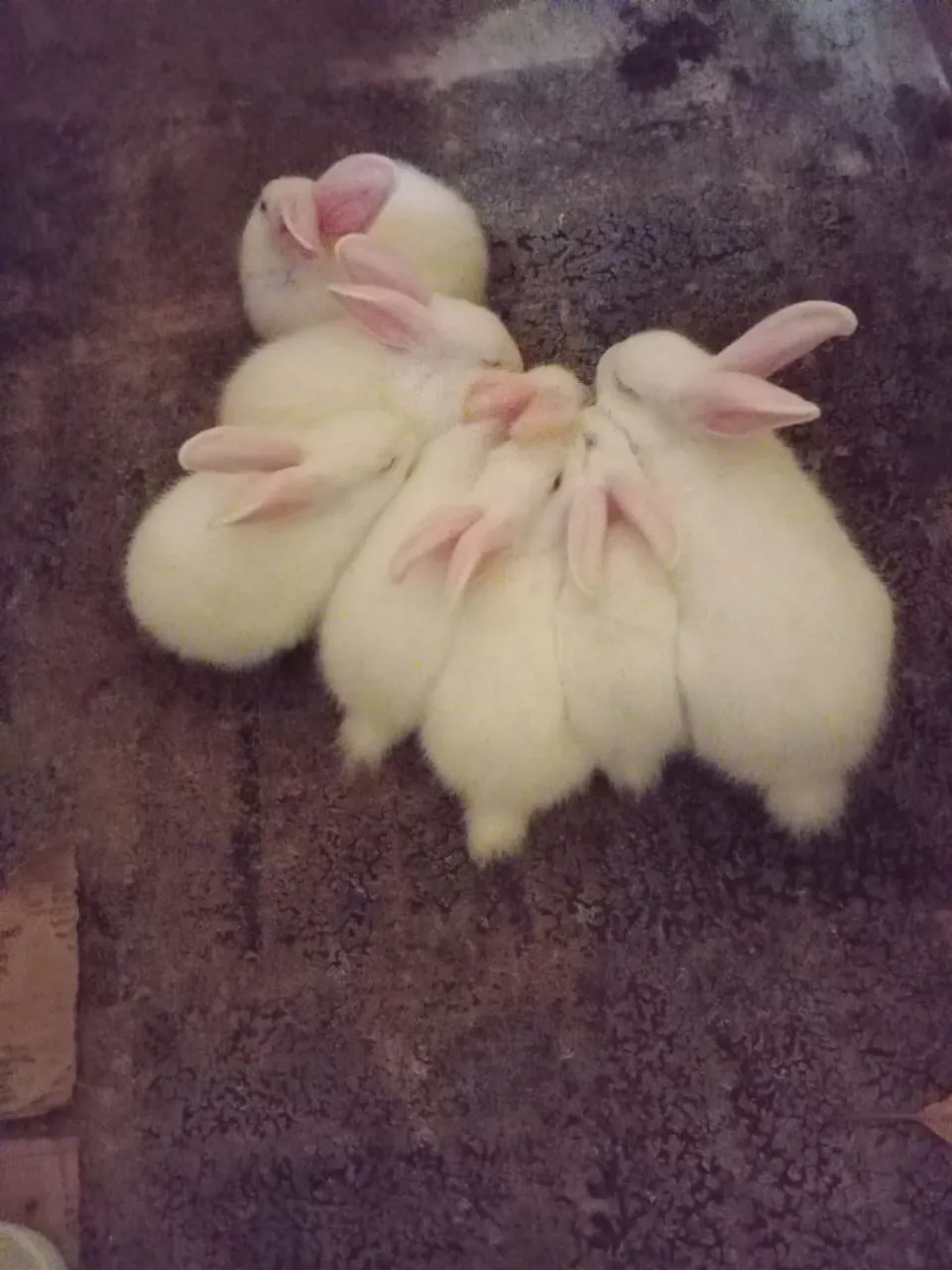 Coelhinhos brancos e caramelos- Lindos e Fofos!