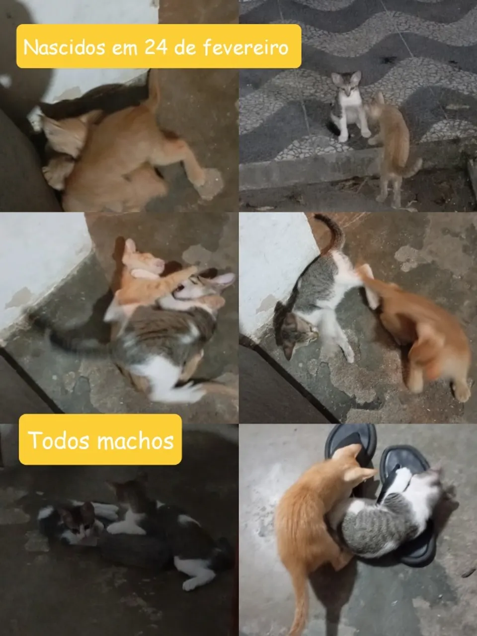Adoção