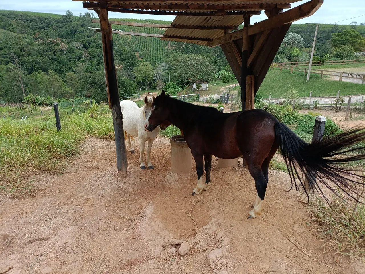 Cavalo manga larga Paulista - Foto 4