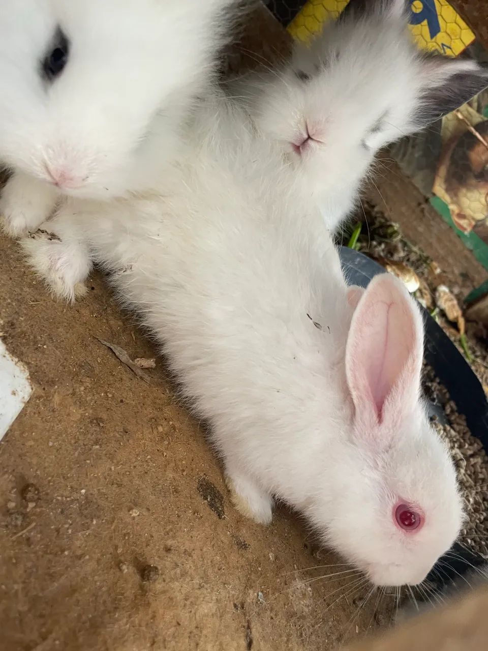 Filhotes de coelho  - Foto 3