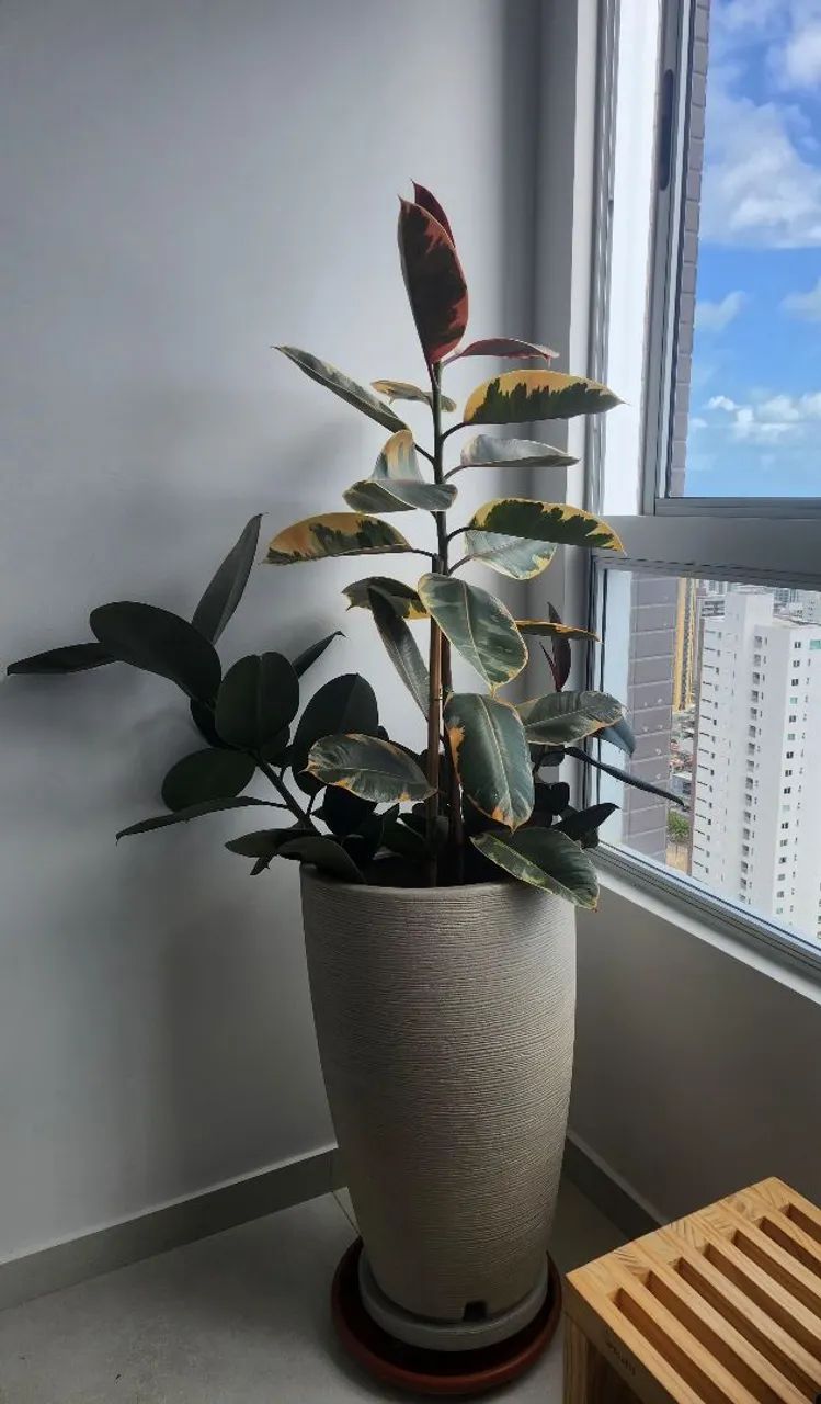 VASO GRANDE COM FICUS BURGUNDY E FICUS RUBY  - Foto 3