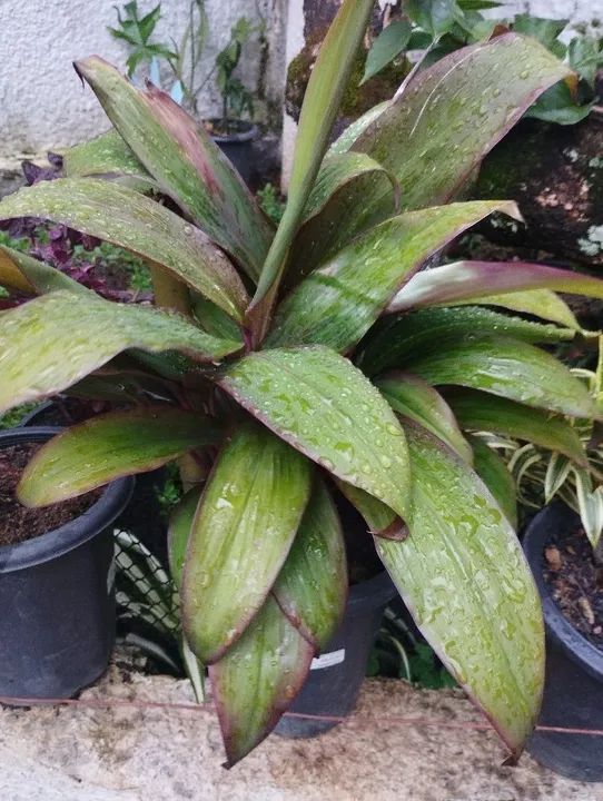 Vendo plantas de diversos tipos *Entrego só em Teresópolis  - Foto 2