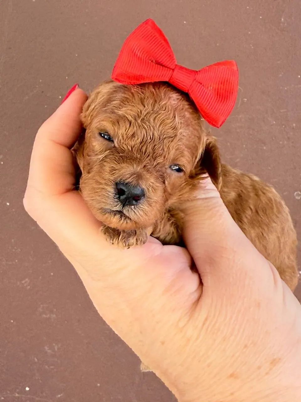 Poodle Toy Red Vendas |  - Foto 3