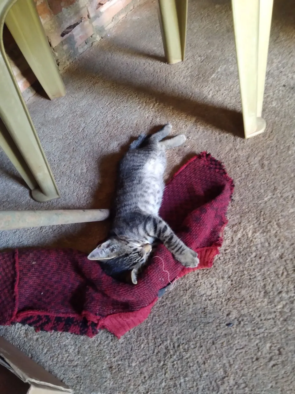 Doando esse Gatinho macho 2 meses