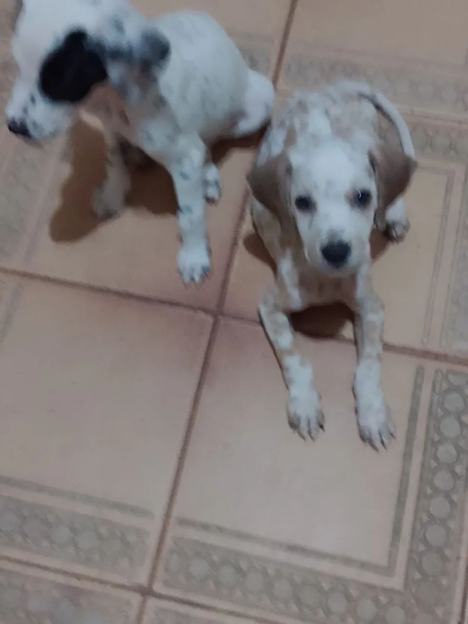 Dois filhotes de cachorro