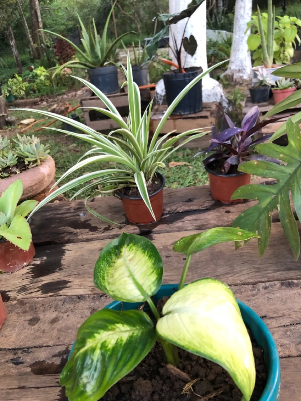 Plantas ornamentais para decoração