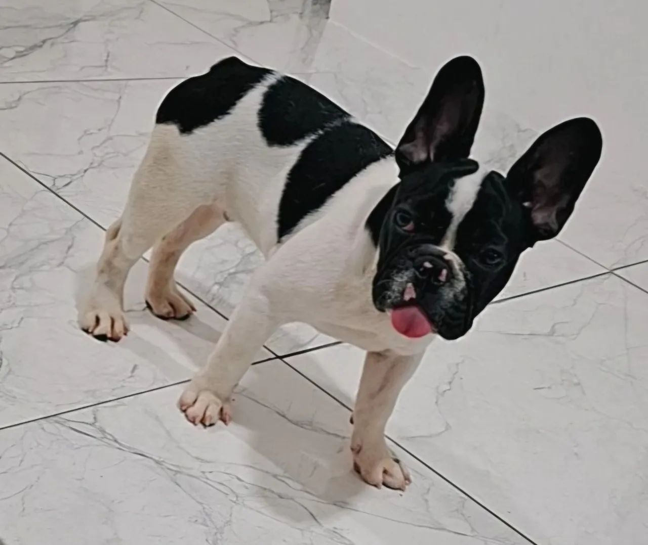 Filhote de Bulldog Francês