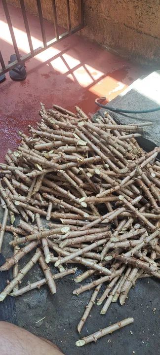 Feixo de macaxeira para plantio - Foto 4