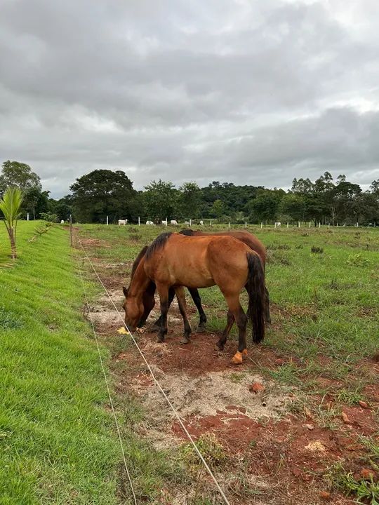Cavalo criolo - Foto 2