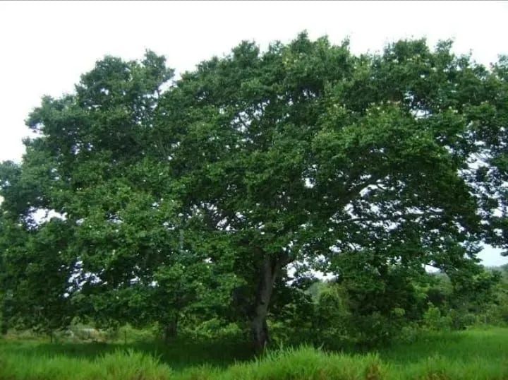 Jatobá fruto medicinal - Foto 4