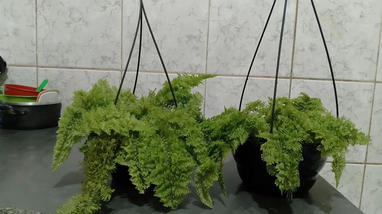 Mine samambaias 