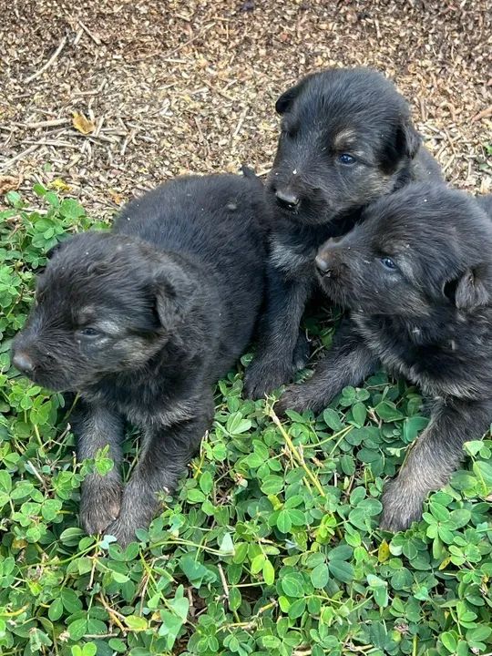 pastor alemao com pedigree