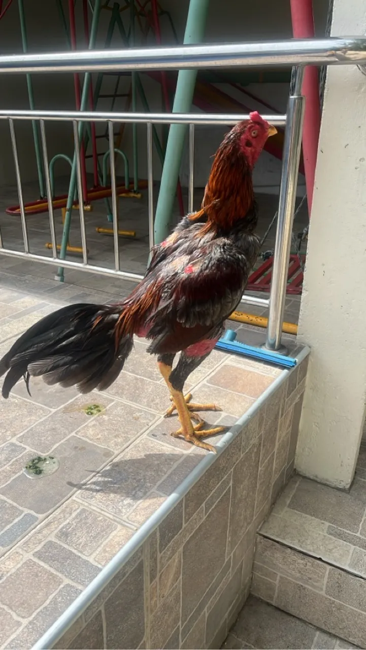 Galo carioca 