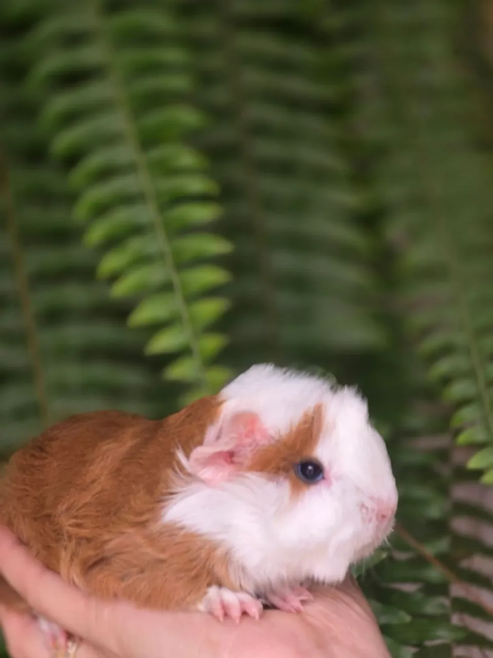 Filhote Porquinho da Índia Peruano