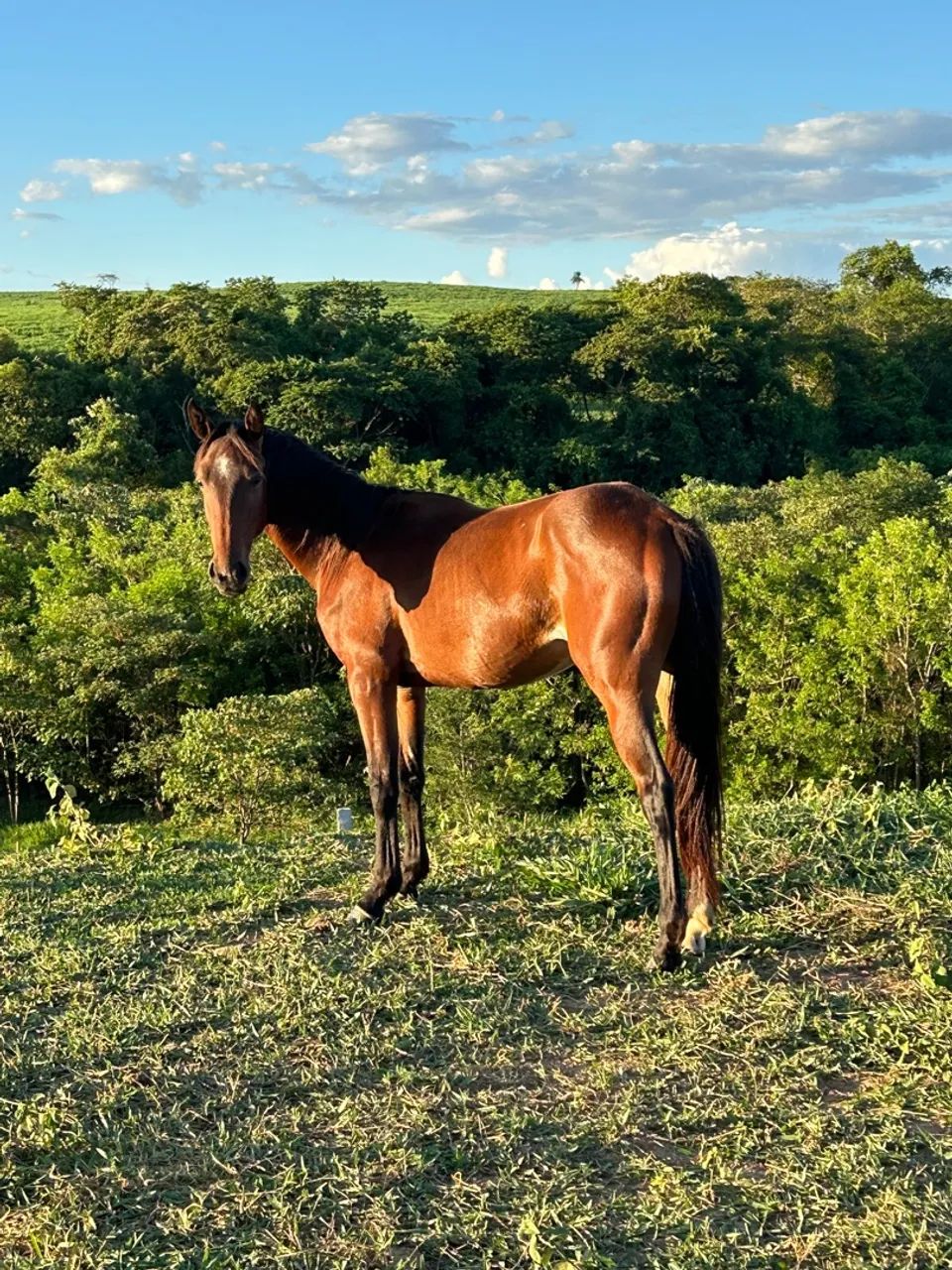 Potranca Q.M - Foto 4