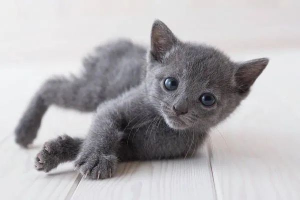 Russiano Blue (ninhada disponível)