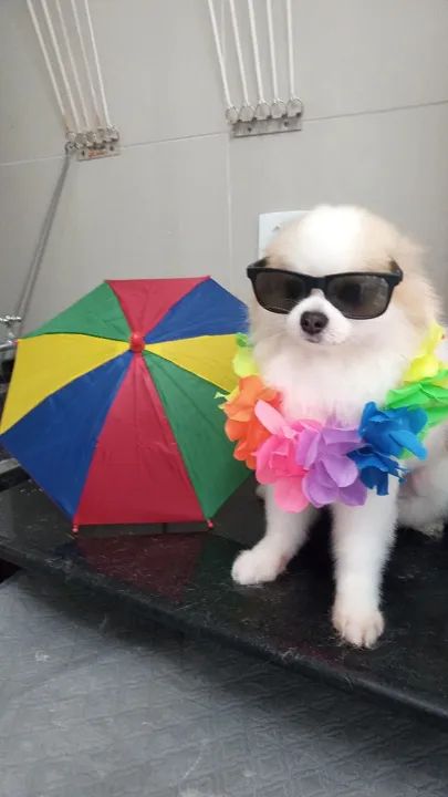 Tosa e banho em domicílio  - Foto 2