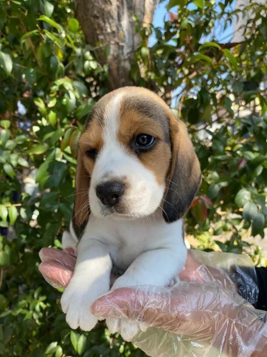 Beagle Pacelamento sem juros no cartão. - Foto 2