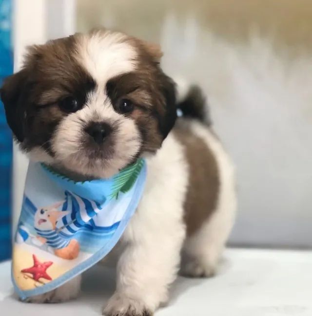 Lhasa Apso Micro Branco e Caramelo Macho - Esperto, Dócil e Muito Sociável! 