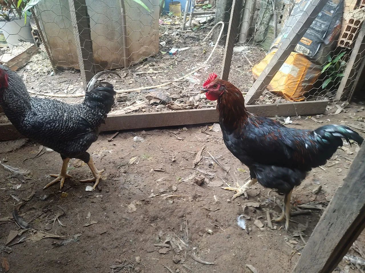 Vendo frangos novos  - R$ 60,00 cada - Foto 6