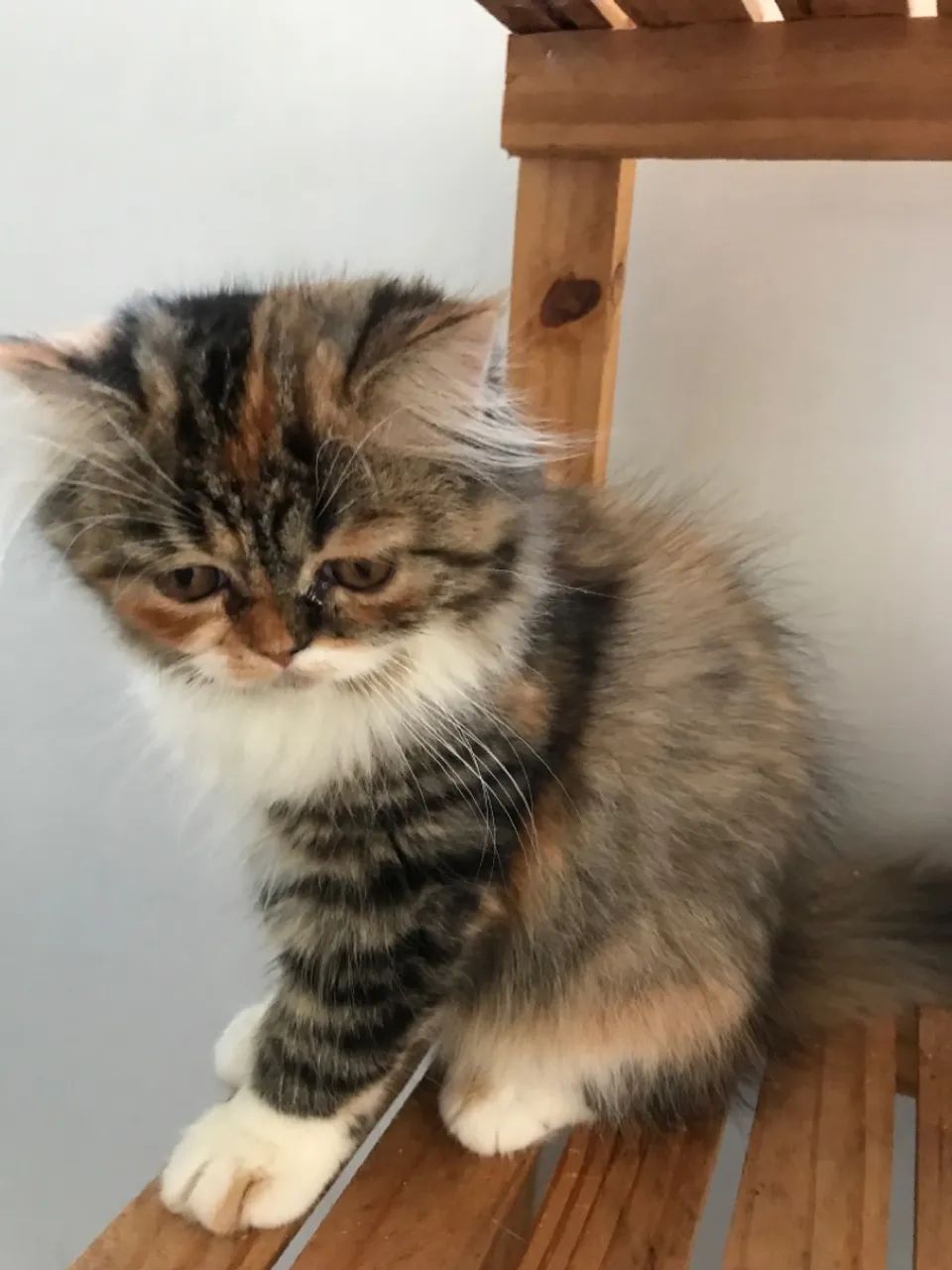 Gatinho Persa  - Foto 3