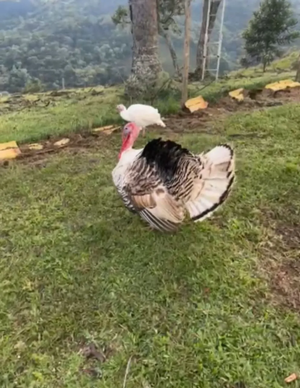 Lindos Perus para Criação